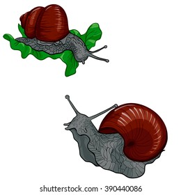 a color image of two brown snails looking to each other