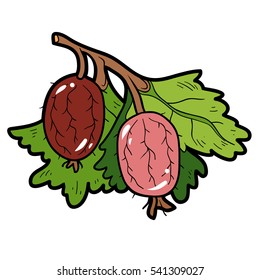 Color image, vector cartoon berry, Gooseberries