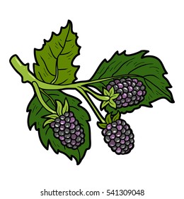 Color image, vector cartoon berry, Blackberries