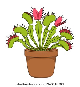 Color image of venus flytrap. Isolated vector object on white background.