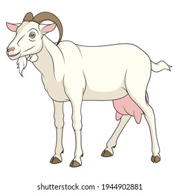 Color image with a white cash goat. Isolated vector object on a white background.