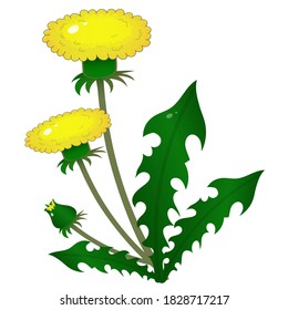 Color image of yellow dandelion on white background. Plants and flowers. Vector illustration for kids.