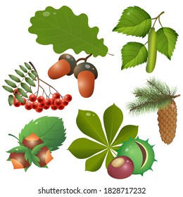 Color images of forest fruits and leaves of trees. Oak, birch, chestnut, Rowan, spruce, pine, fir, hazelnut. Plants. Vector illustration set for kids. 