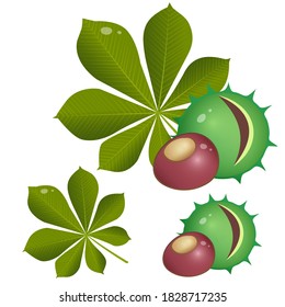 Imágenes en color de nuez, fruta, hoja de castaño de caballo sobre fondo blanco. Plantas y árboles. Ilustración vectorial para niños.