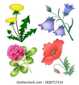 Color images of summer field flowers on white background. Yellow dandelion. Blue bluebell or bellflower. Red clover. Scarlet poppy. Plants and blossoms. Vector illustration set for kids.