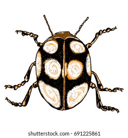 Color insects beetle bug. Colourful species in vintage old hand drawn stippling and hatching, shading style for Halloween. Engraved stipple woodcut. Vector.
