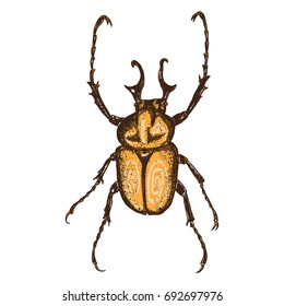 Color insects beetle bug. Colourful species in vintage old hand drawn stippling and hatching, shading style for Halloween. Engraved stipple woodcut. Vector.