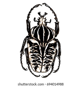 Color insects beetle bug. Colourful species in vintage old hand drawn stippling and hatching, shading style for Halloween. Engraved stipple woodcut. Vector.