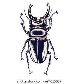 Color insects beetle bug. Colourful species in vintage old hand drawn stippling and hatching, shading style for Halloween. Engraved stipple woodcut. Vector.