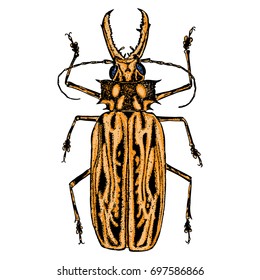 Color insects beetle bug. Colourful species in vintage old hand drawn stippling and hatching, shading style for Halloween. Engraved stipple woodcut. Vector.
