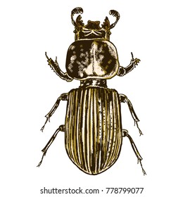 Color insects beetle bug. Colourful species in vintage old hand drawn stippling and hatching, shading style for Halloween. Engraved stipple woodcut. Vector.