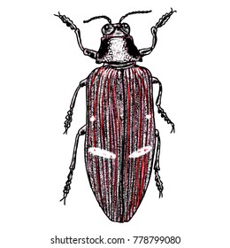 Color insects beetle bug. Colourful species in vintage old hand drawn stippling and hatching, shading style for Halloween. Engraved stipple woodcut. Vector.