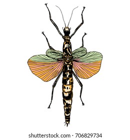 Color insects bug. Colourful species in vintage old hand drawn stippling and hatching, shading style for Halloween. Engraved stipple woodcut. Vector.