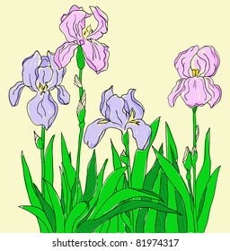 The color iris hand drawing