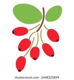 color aislado barberry en forma plana estilo en Vector. Imagen de alimentos ecológicos saludables naturales. Plantilla para el logotipo pegatina cartel diseño de decoración de impresión