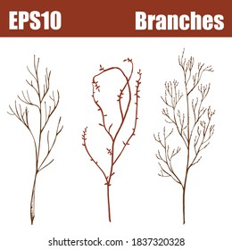 Color isolated branches set. Vector illustration