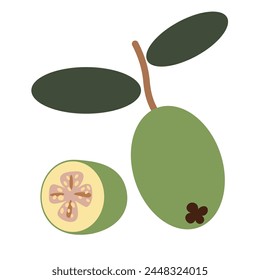 color aislado feijoa berry en forma plana estilo en Vector. Imagen de alimentos ecológicos saludables naturales. Plantilla para el logotipo pegatina póster impresión decoración diseño