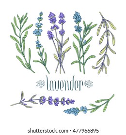 Color isolated lavender branches, vector pack of hand drawn leaves and flowers of plant.  