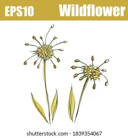 Color isolated wildflower set. Vector illustration