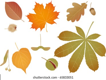 Color leaves