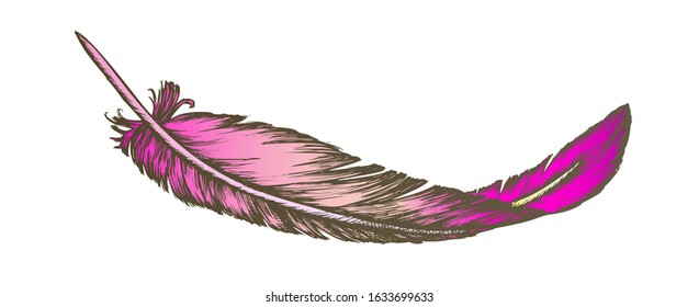 Color Lost Bird Outer Element Feather Hand Drawn Vector. Lying Fluffy Feather Considered Most Complex Integumentary Structures Found In Vertebrates. Designed In Vintage Style Illustration