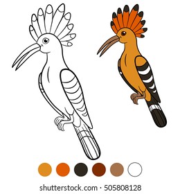 Color me: hoopoe. Cute beautiful hoopoe sits and smiles.