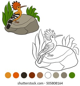 Color me: hoopoe. Cute beautiful hoopoe sits on the stone and smiles.