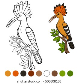 Color me: hoopoe. Cute beautiful hoopoe sits on the tree branch and smiles.