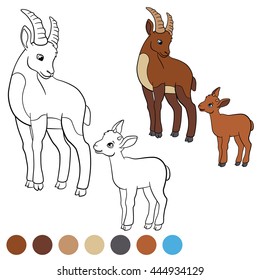 Color me: ibex. Mother ibex with her little cute baby ibex.