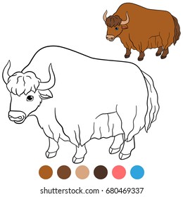 Color me: yak. Cute beautiful yak stands and smiles.