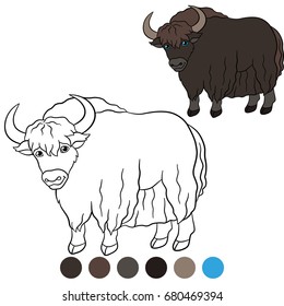 Color me: yak. Cute beautiful yak stands and smiles.