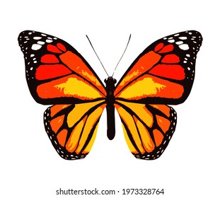 Color monarch butterfly , isolated on the white background