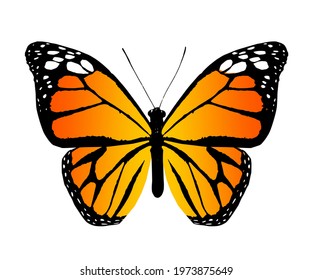 Color Monarch Butterfly , Isolated On The White Background. Vector
