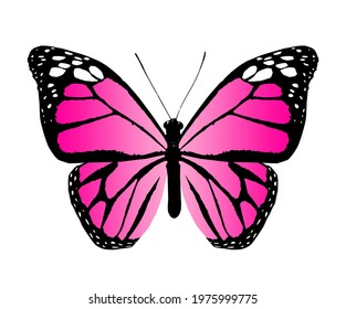 Color monarch butterfly , isolated on the white background. Vector