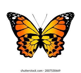 Color monarch butterfly , isolated on the white background. Vector