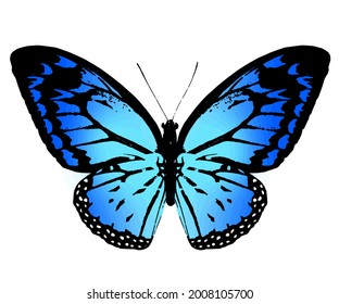 Color monarch butterfly , isolated on the white background. Vector