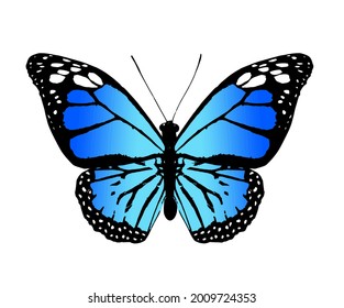 Color monarch butterfly , isolated on the white background. Vector
