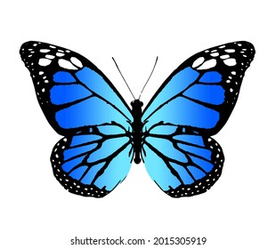 Color monarch butterfly , isolated on the white background. Vector