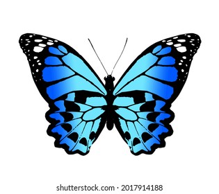 Color monarch butterfly , isolated on the white background. Vector