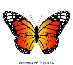 Mariposa monarca de color , aislada en el fondo blanco. Vector