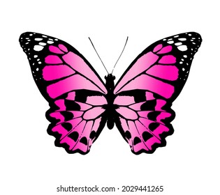 Color monarch butterfly , isolated on the white background. Vector