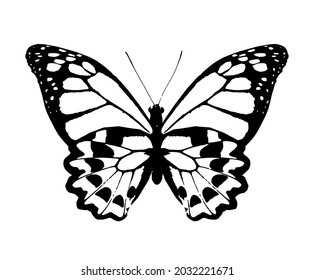 Color monarch butterfly , isolated on the white background. Vector