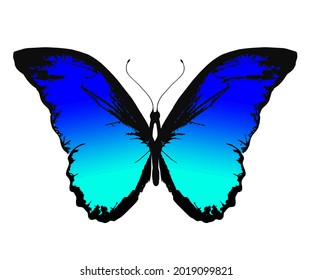 Color Morpho butterfly , isolated on the white background. Vector