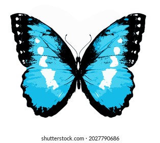 Color Morpho butterfly , isolated on the white background. Vector