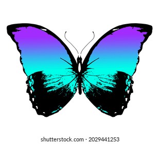 Color Morpho butterfly , isolated on the white background. Vector