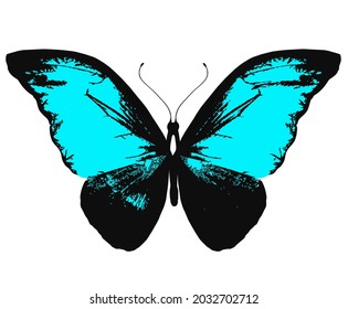Color Morpho butterfly , isolated on the white background. Vector
