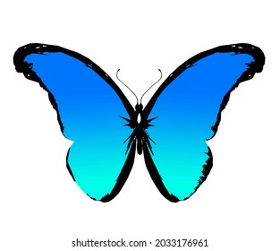 Color Morpho butterfly , isolated on the white background. Vector
