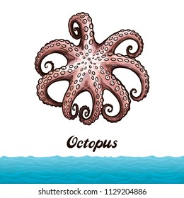 color octopus on white background. vector illustration