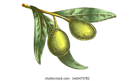 Color Organic Nutrition Olive Branch Hand Drawn Vector. Leaves And Olive Berries Ingredient For Healthy Oil Product Concept. Designed In Vintage Style Farming Agricultural Mockup Illustration
