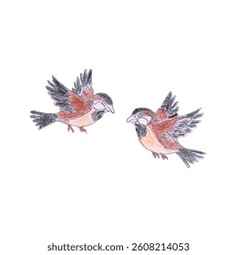 Color Pencil Illustration of Two Flying Birds with Open Wings   
